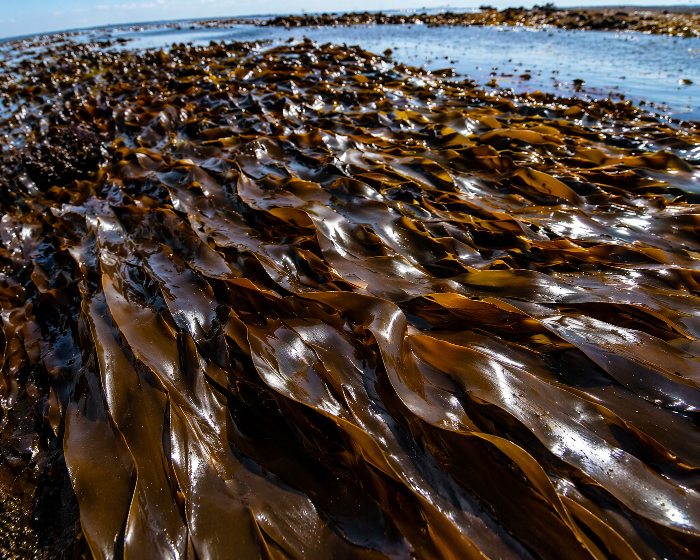laminaria digitata seaweed used as a reference for seaweed-derived material research in 3d printing